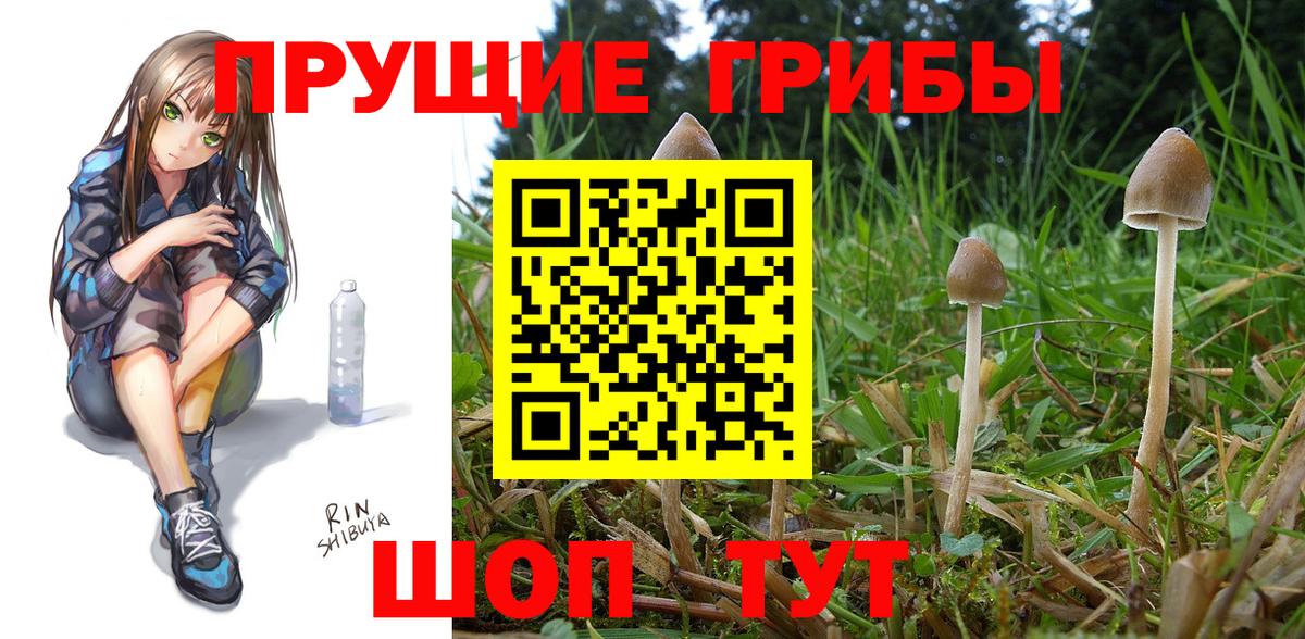 Псилоцибиновые грибы прущие грибы  Березники  закладка  Псилоцибиновые грибы Psilocybe 